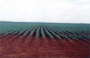 Potato Field in Cuba