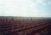 Harvest in Cuba