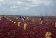 Potato Harvest in Cuba