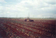 Potato Harvest in Cuba