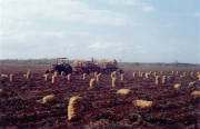 Potato Harvest in Cuba