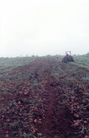 Potato Harvest Cuba