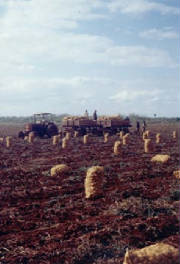 Potato Harvest Cuba