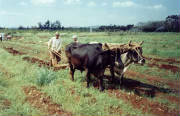 Research Station (Cuba)