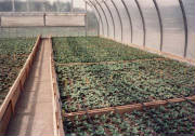 greenhouse