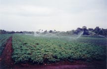 potato field