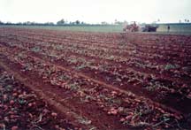 Harvesting potatoes in Cuba