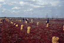 Harvesting potatoes in Cuba